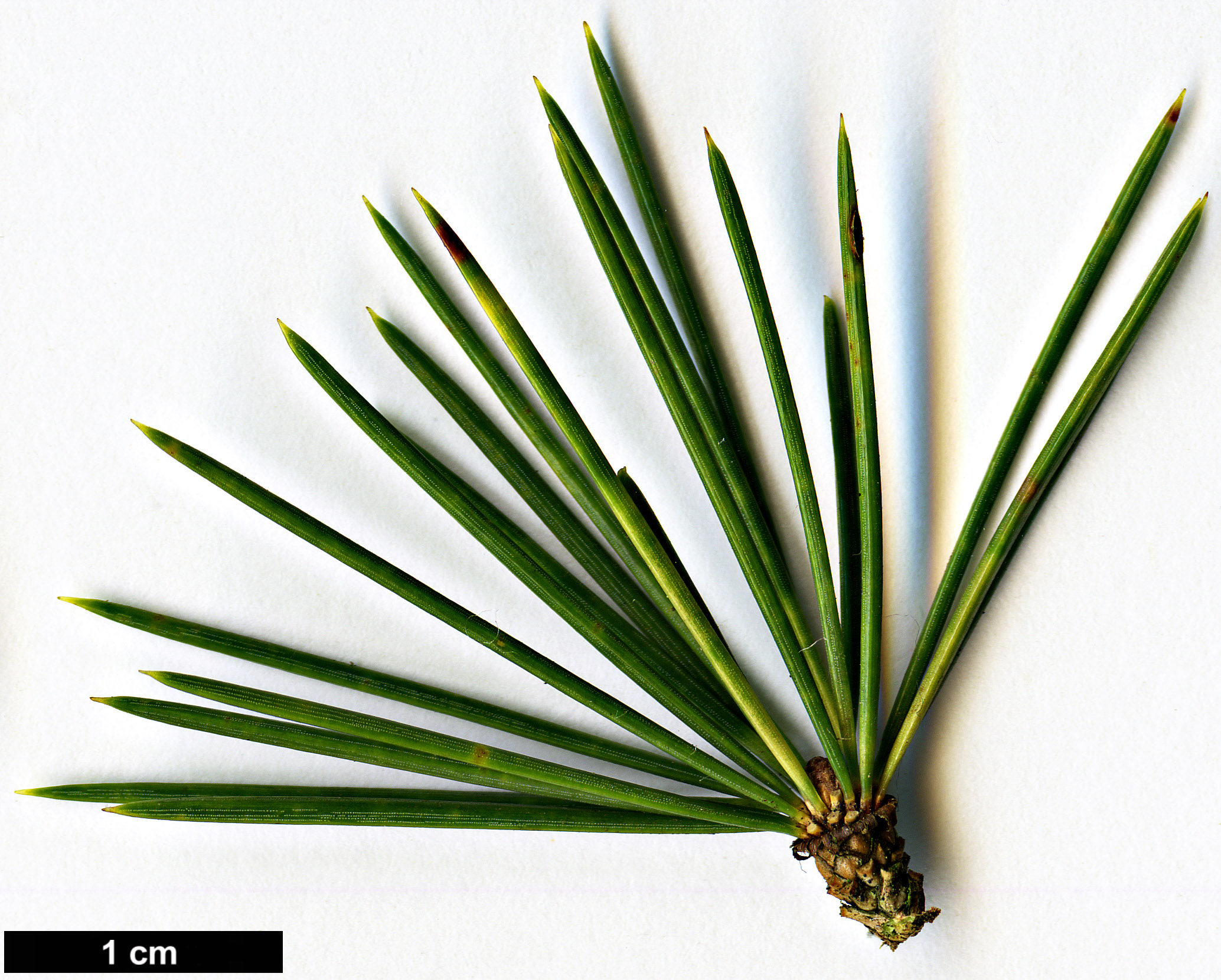 High resolution image: Family: Pinaceae - Genus: Cedrus - Taxon: libani - SpeciesSub: var. stenocoma